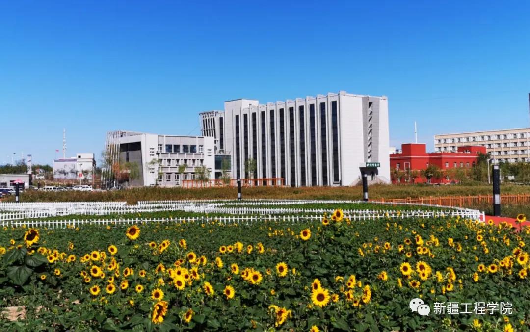 【新工院】金桥观葵——新工院的向日葵开啦!-新疆工程学院